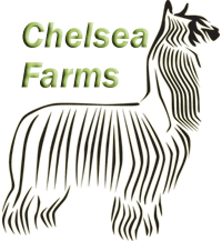 Chelsea Farms Alpacas, breeding elite suri alpacas since 1995.